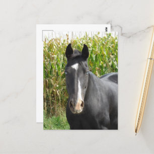 Vackra Black Mare i Maj Fält Vykort