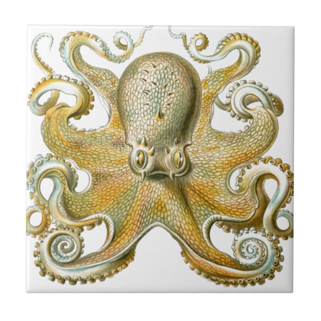 Vackra bläckfisk, bild, Haeckel Kakelplatta (Framsidan)