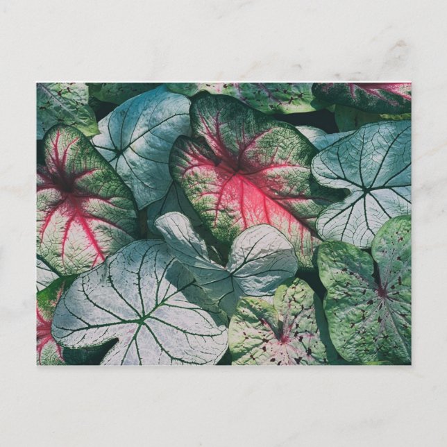 Vackra blad vykort (Framsida)