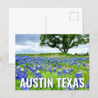 Vackra blånät Austin Texas Fotografi