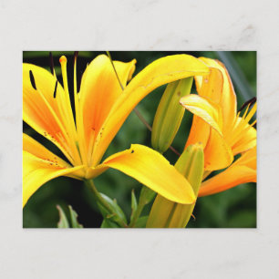 Vackra Blommigtens Gult Lilies vykort