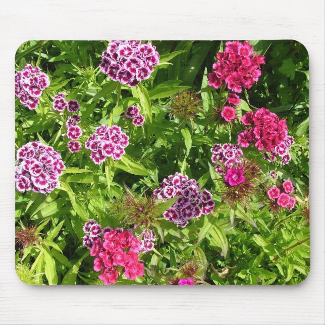 vackra blommor av färg, nejlikor musmatta (Framsidan)
