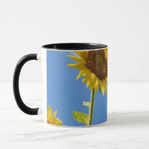 vackra blommor av sol med grumlig blå himmel mugg