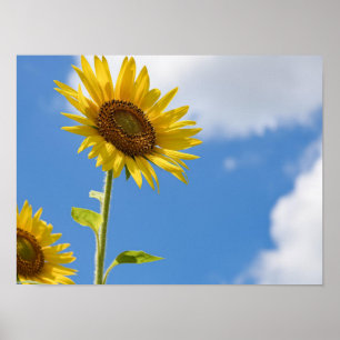 vackra blommor av sol med grumlig blå himmel poster