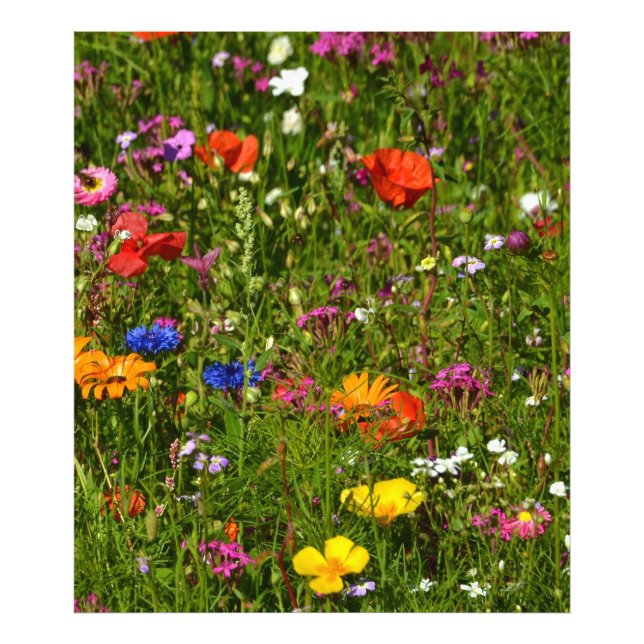 vackra blommor fototryck (Framsidan)