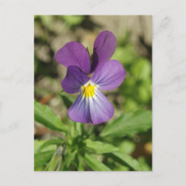 Vackra blommor, fotovykort vykort