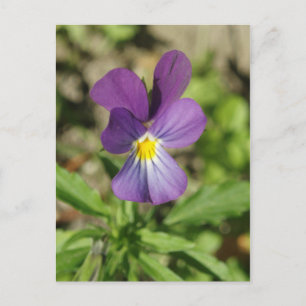 Vackra blommor, fotovykort vykort