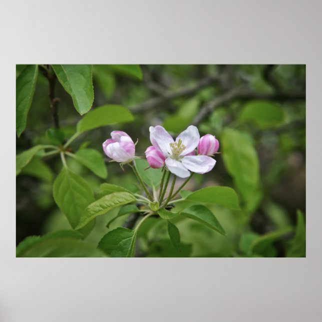 Vackra blommor i äppelträdgården poster (Framsidan)