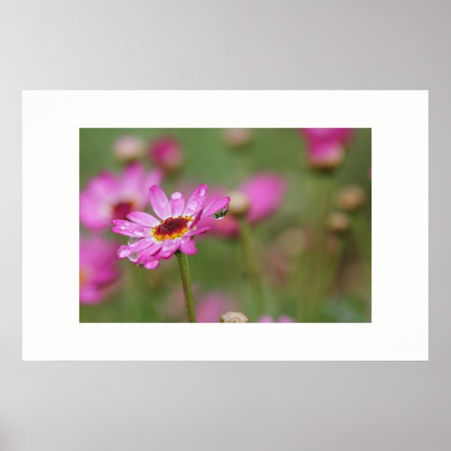 Vackra blommor med regn Poster (Framsidan)