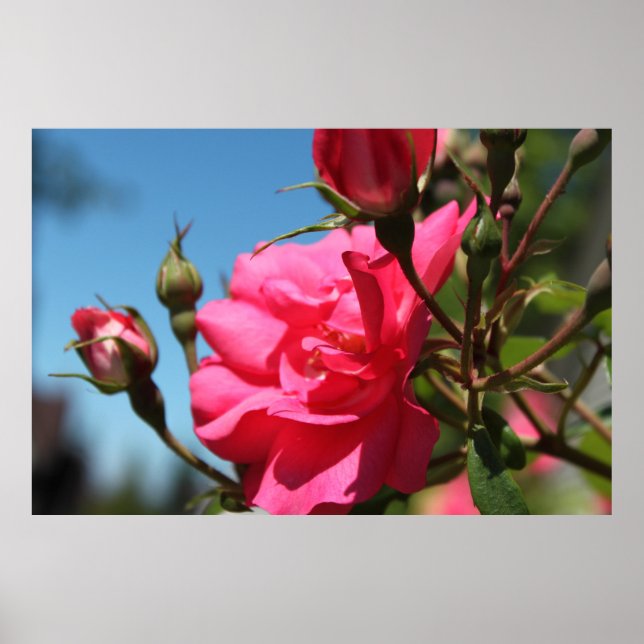 vackra blommor och knoppar från rosa ros i blå him poster (Framsidan)