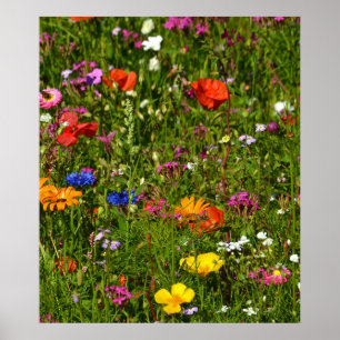 vackra blommor poster
