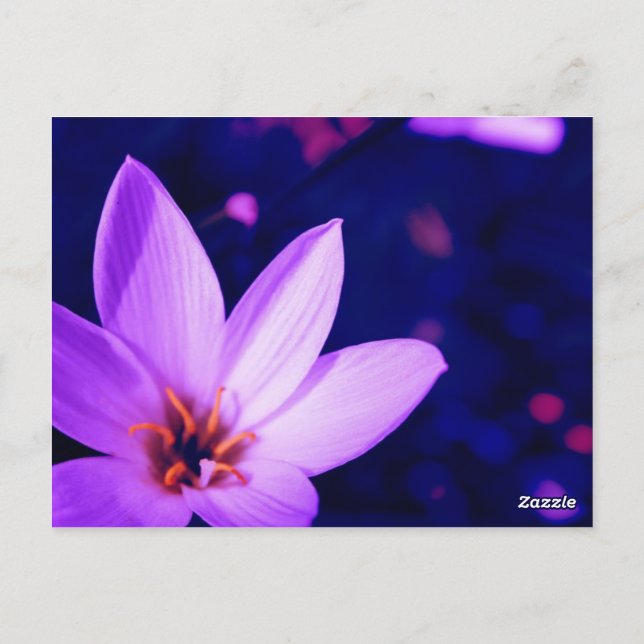 Vackra Blommor Vykort (Baksida)
