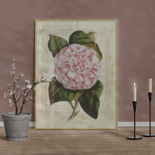 Vackra botaniska utskriften Camellia Flower Poster