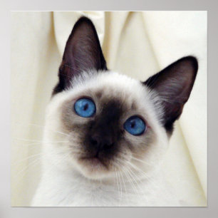 Vackra Chicen Söt Pet Siamese Kitten Poster