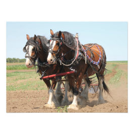 Vackra clydesdale-hästar fototryck