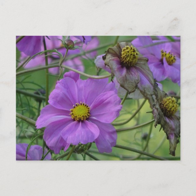 Vackra Cosmea-blommor DIY vykort (Framsida)