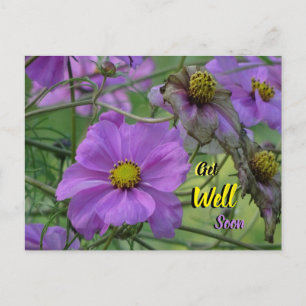 Vackra Cosmea Blommor Snart Bättre Vykort