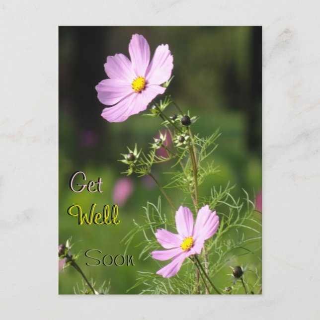 Vackra Cosmea Blommor Snart Frisk Igen Julkort Vykort (Framsida)