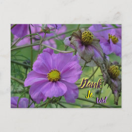 Vackra Cosmea-blommor Tack-kort Vykort