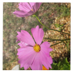 Vackra Cosmo Blommor Sommar Blomning Kakelplatta