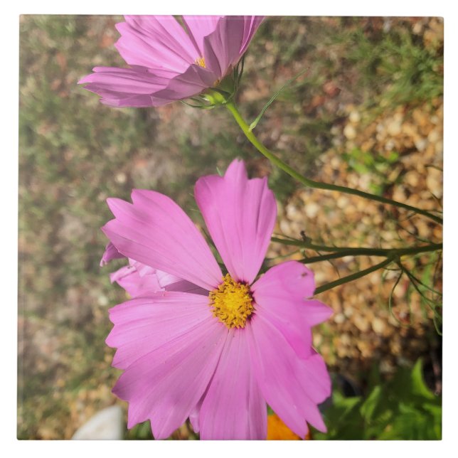 Vackra Cosmo Blommor Sommar Blomning Kakelplatta (Framsidan)