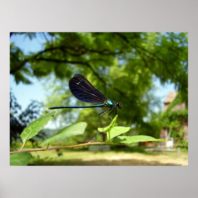 Vackra Demoiselle Poster (Framsidan)