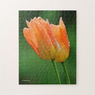Vackra Dew-Kissed Pastel Orange Tulips Pussel