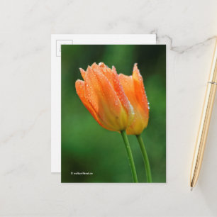 Vackra Dew-Kissed Pastel Orange Tulips Vykort