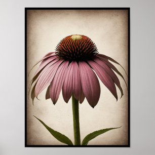 Vackra Echinacea Flower Poster Wall Art