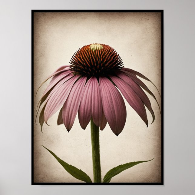 Vackra Echinacea Flower Poster Wall Art (Framsidan)