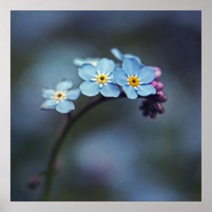 Vackra Eleganten Blue Glöm mig-inte Blommor Poster