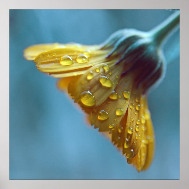 Vackra Elegantens Gult Marigold Flower Drots Poster (Framsidan)