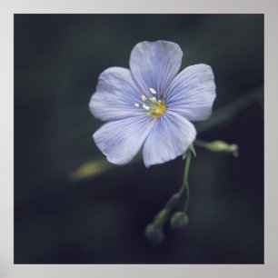 Vackra Eleganter Blå Flax-Daisyn Blommor Poster
