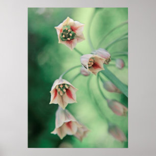 Vackra Eleganter Honung Vitlökblommor Poster