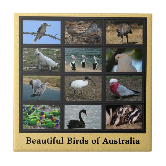 Vackra fåglar i Australien Collage Kakelplatta (Framsidan)