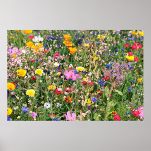 vackra färgade ängar av vild blommor poster