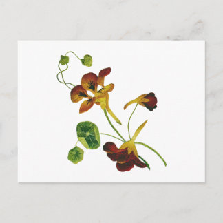 Vackra färgstarka broiderade nasturtium vykort