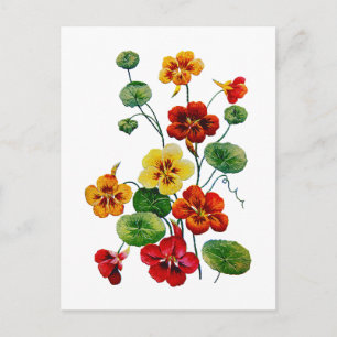 Vackra färgstarka broiderade nasturtium vykort