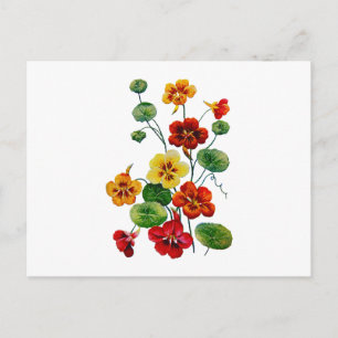 Vackra färgstarka broiderade nasturtium vykort