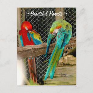 Vackra, färgstarka Parrots-fåglar vykort