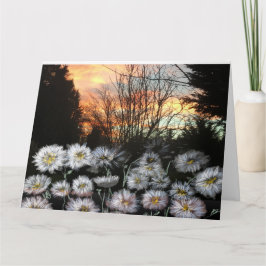 Vackra, färska Daisy mot en vintersolnedgång Kort