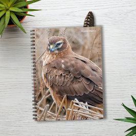 Vackra Female Northern Harrier i Marsh Anteckningsbok Med Spiral
