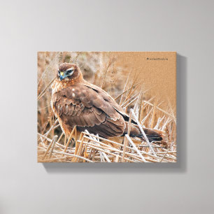Vackra Female Northern Harrier i Marsh Canvastryck