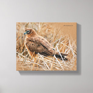 Vackra Female Northern Harrier i Marsh Canvastryck