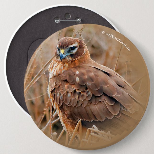 Vackra Female Northern Harrier i Marsh Knapp (Framsida & baksida)