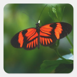 Vackra Fiery Red och Black Butterfly Fyrkantigt Klistermärke