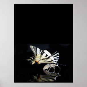 Vackra fjäril poster