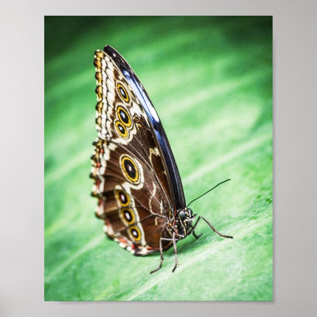 Vackra Fjärilar Insekter Arkiv Konst Poster (Framsidan)