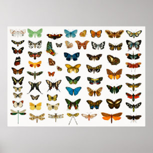 Vackra fjärilar poster