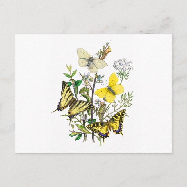 Vackra fjärilar vykort (Framsida)